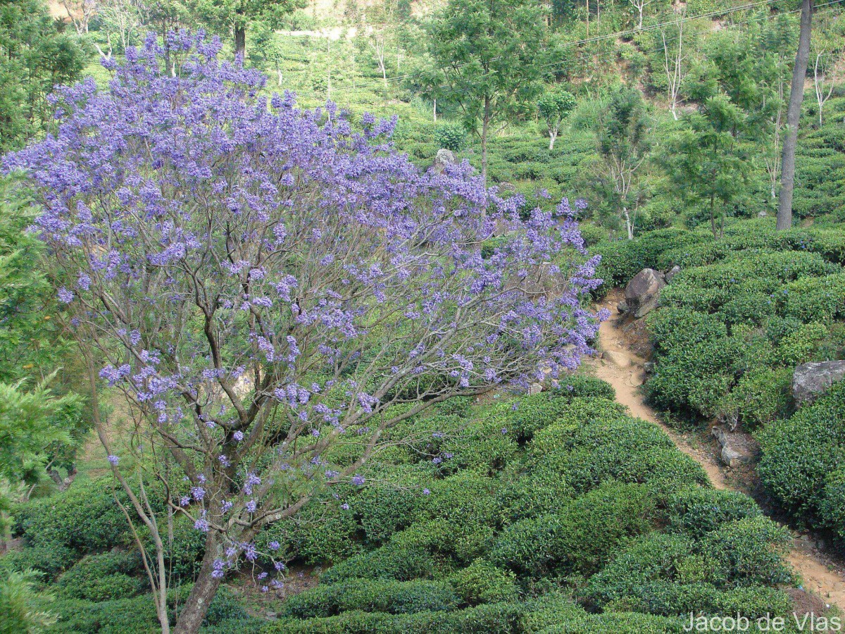 Jacaranda mimosifolia D.Don